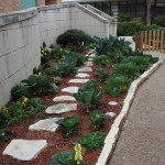 The UIW Community Vegetable Garden prior to the spring harvest. 